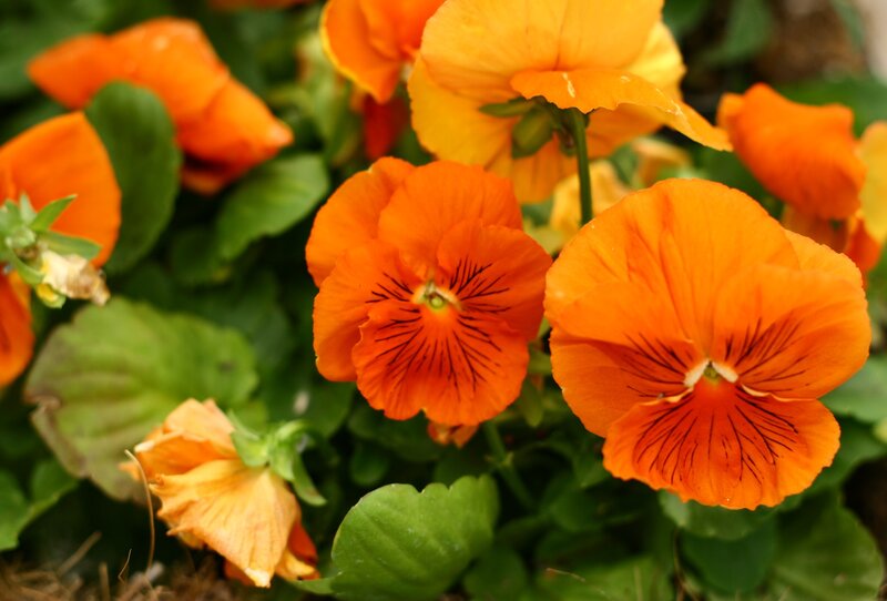 Orange Pansy Flowers — Vibrant