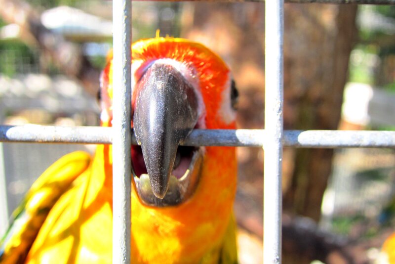Orange Parrot in Cage