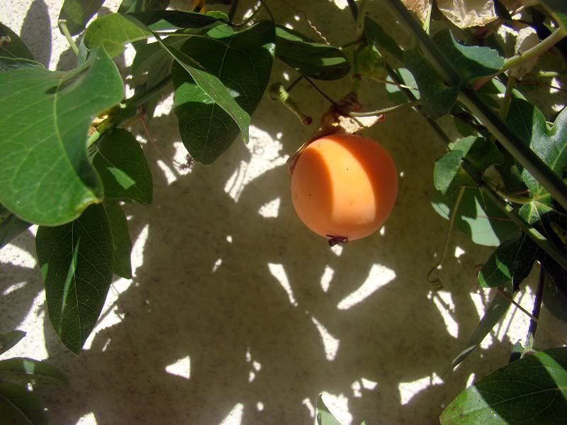 Orange Passion Fruit