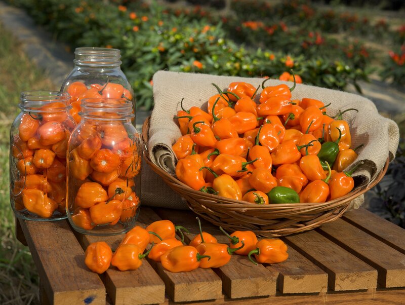 Orange Peppers in Basket