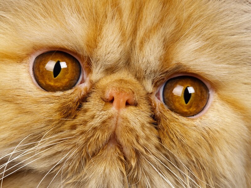 Orange Persian Cat — Calm