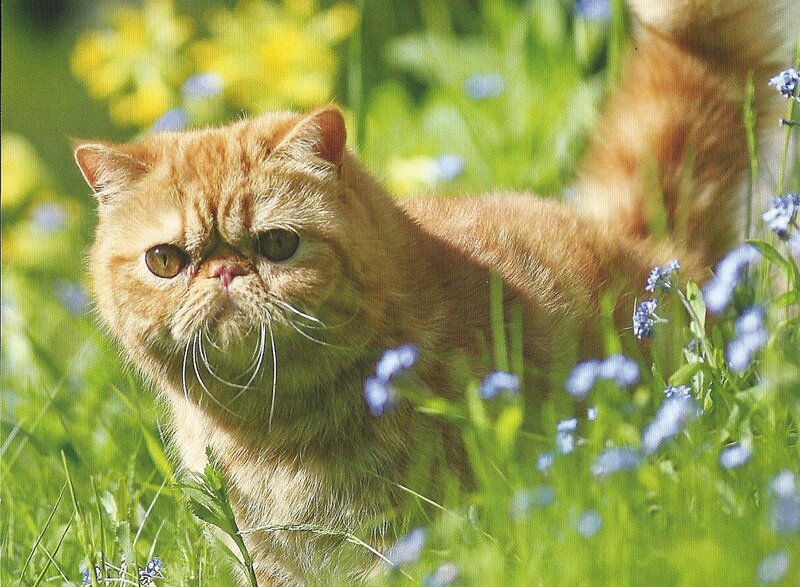 Orange Persian Cat — Green