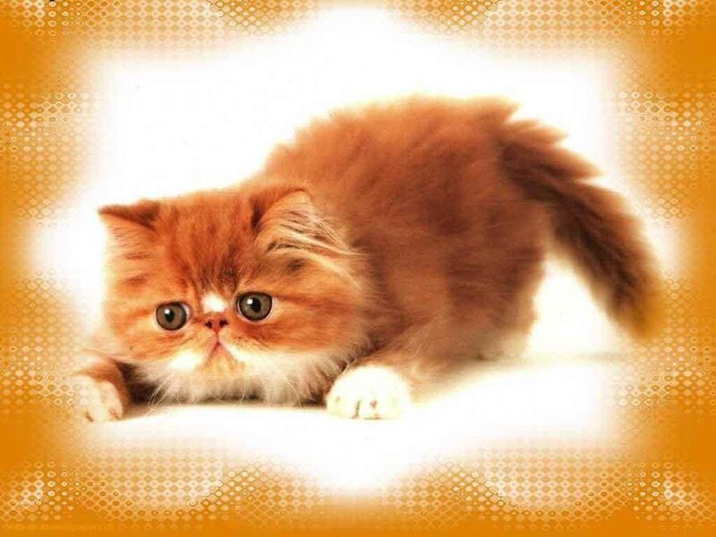 Orange Persian Kitten