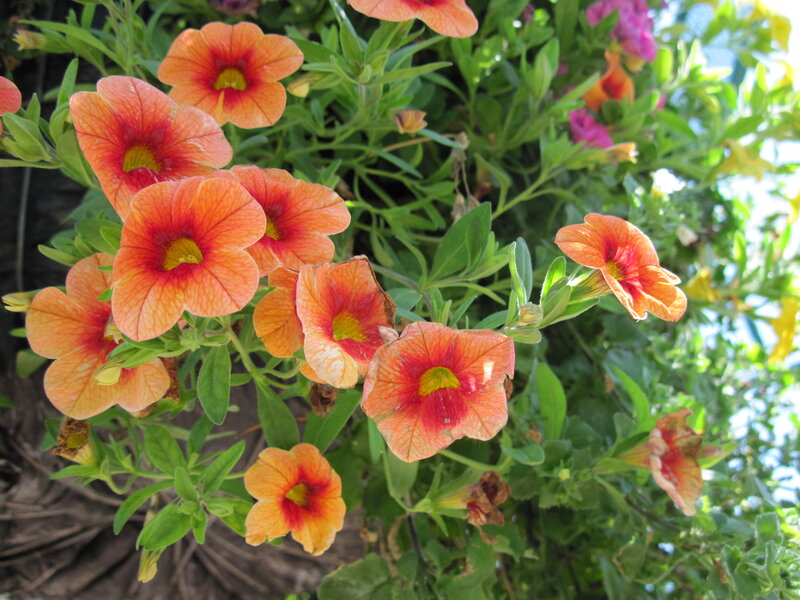 Orange Petunia Flowers