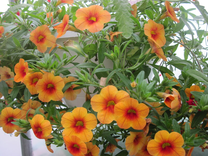 Orange Petunia Flowers — Vibrant