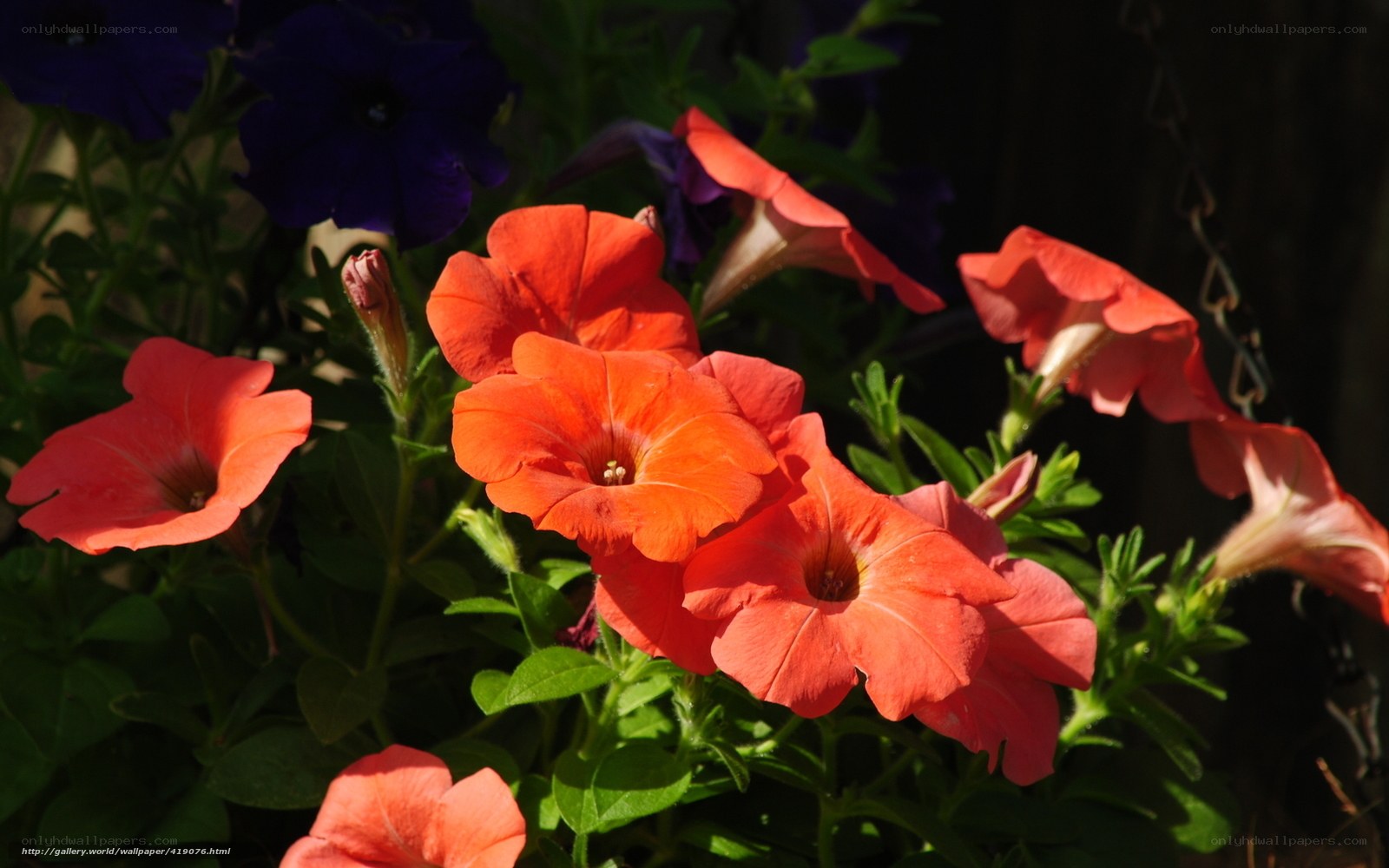 Orange Petunias in Sunlight