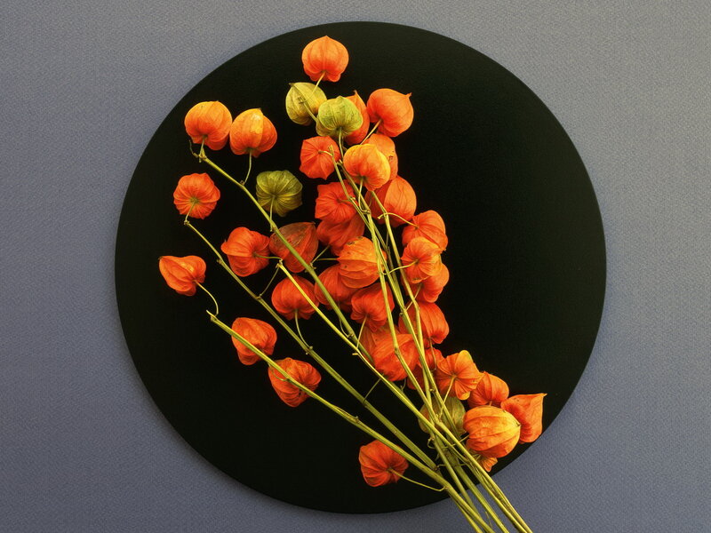 Orange Physalis Flowers