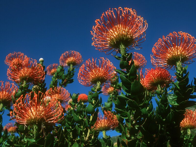 Orange pincushion flowers against blue sky