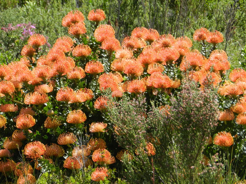 Orange Pincushion Flowers — Natural