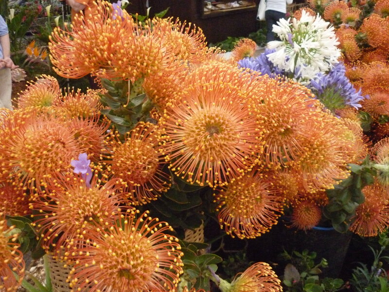 Orange Pincushion Flowers — Vibrant