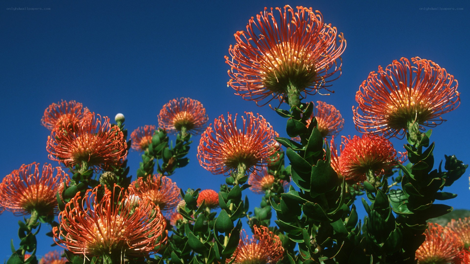 Orange pincushion flowers