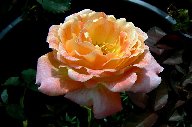 Orange-pink Rose Flower — Orange, Dramatic