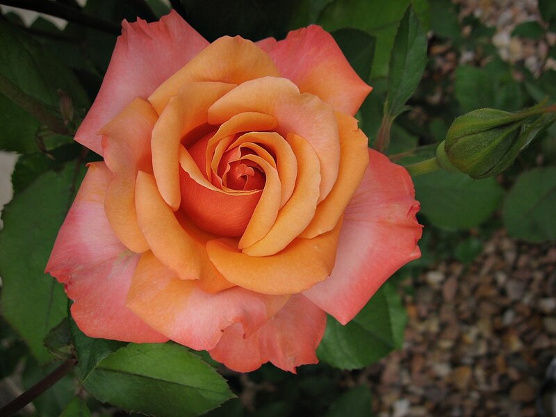 Orange-pink Rose Flower — Orange