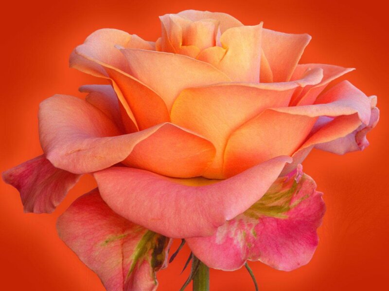 Orange-pink Rose Flower — Orange, Vibrant