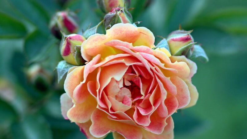 Orange-pink Rose Flower — Pink, Calm, Afternoon, Photograph