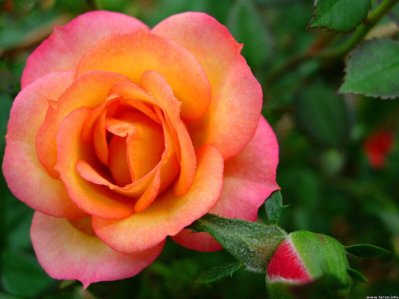 Orange-pink Rose Flower — Pink, Calm, Afternoon