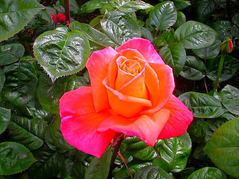 Orange-pink Rose Flower — Pink, Calm, Photograph
