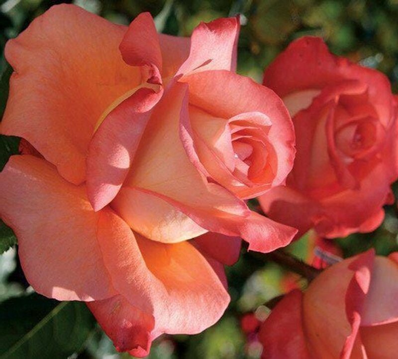 Orange-pink Rose Flower — Pink, Calm