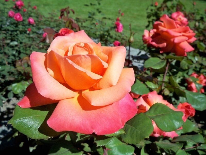 Orange-pink Rose Flower — Pink, Serene