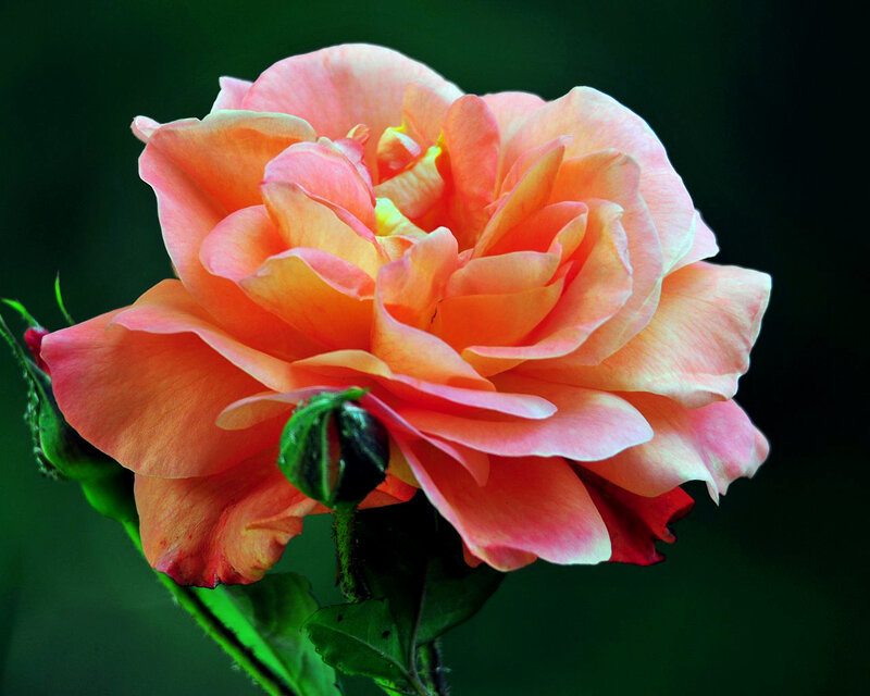 Orange-pink Rose Flower — Pink