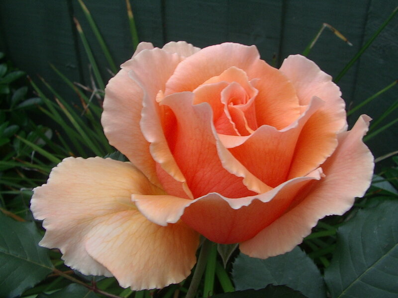 Orange-pink Rose Flower
