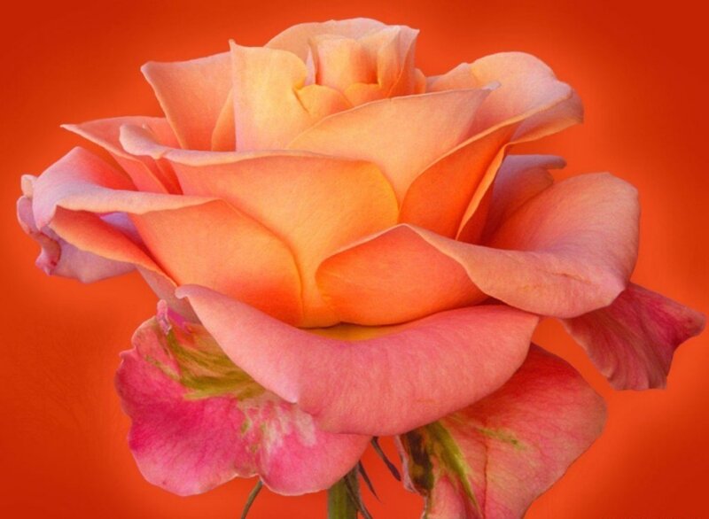 Orange-pink Rose