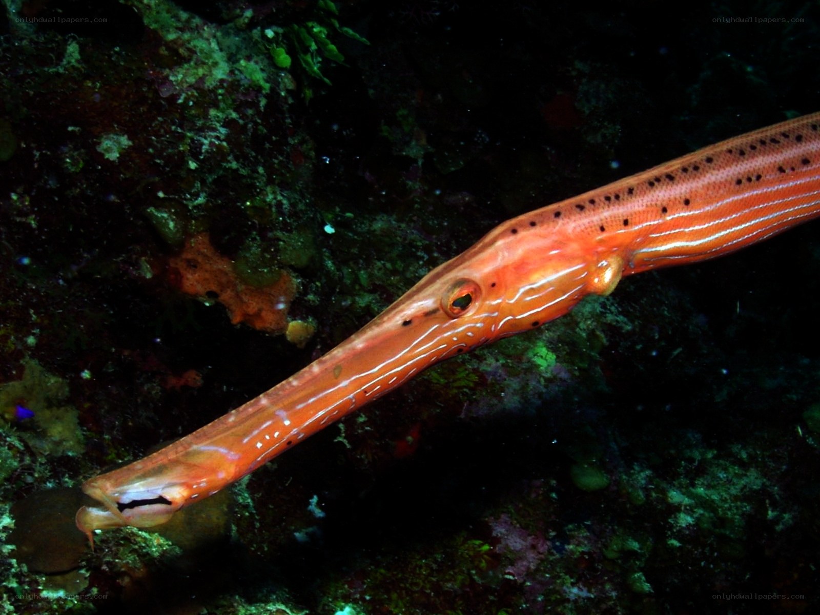 Orange pipefish in coral reef