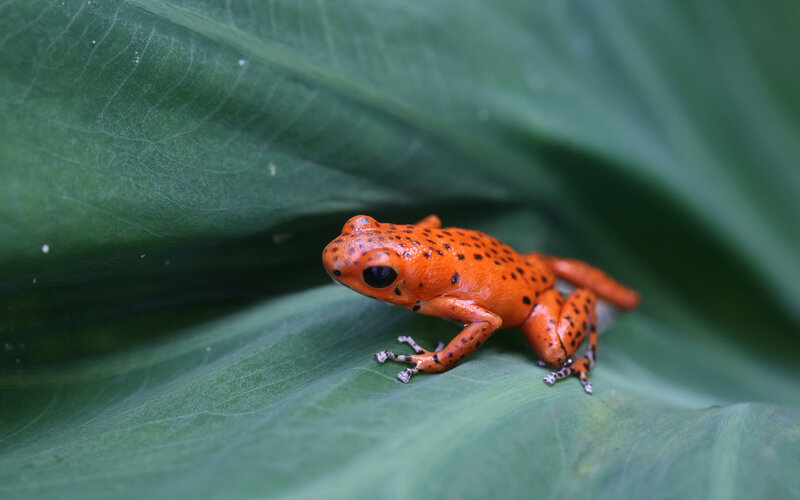 Orange Poison Dart Frog — Green