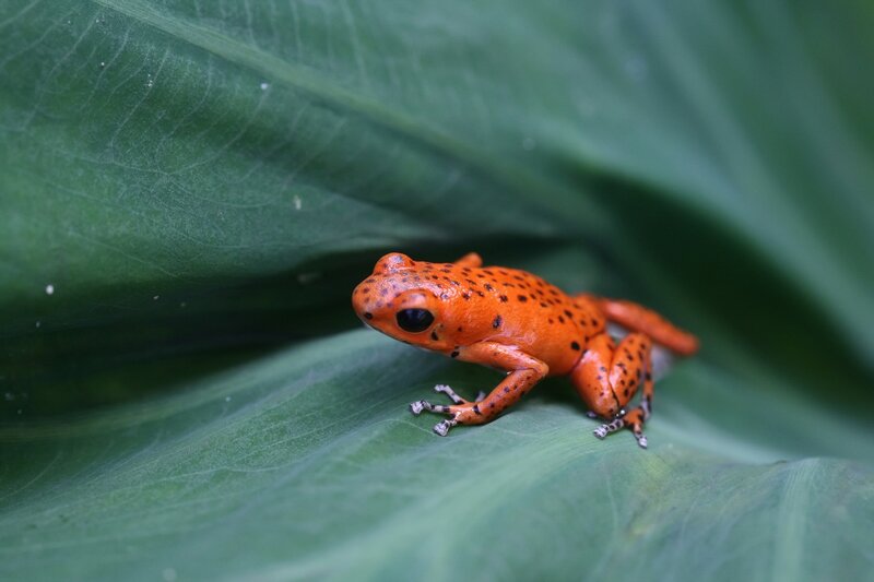 Orange Poison Dart Frog