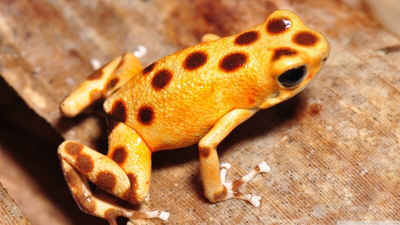 Orange Poison Dart Frog — Yellow