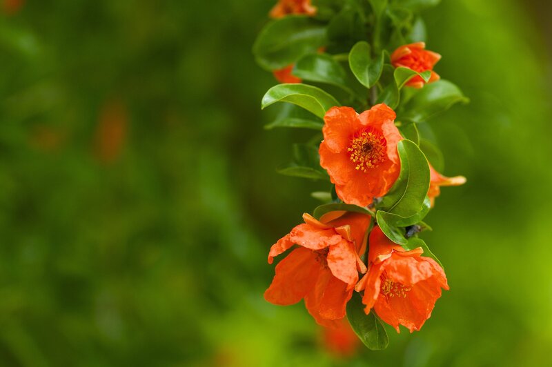 Orange pomegranate flowers