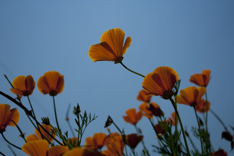 orange poppies against blue sky