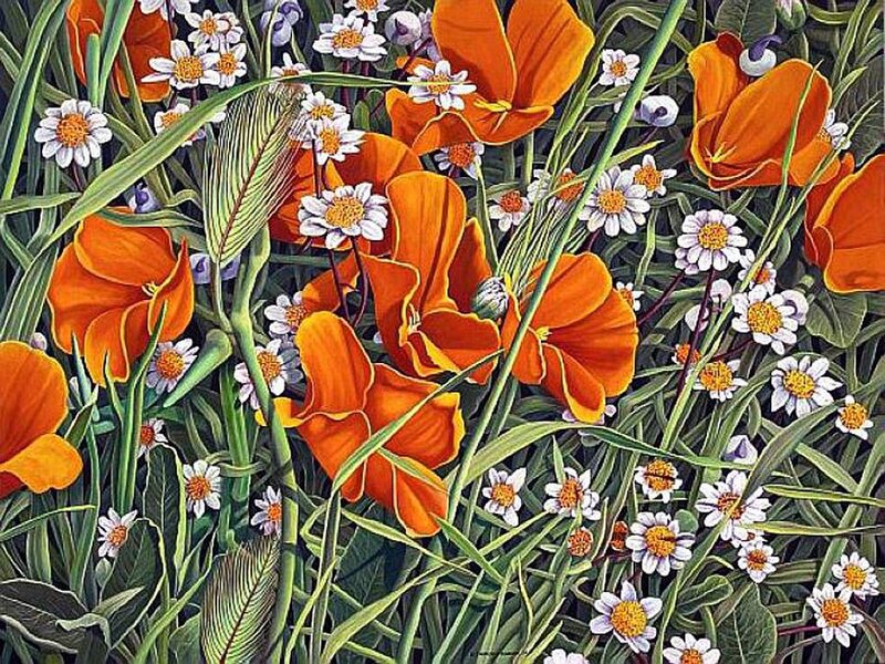 Orange Poppies and Daisies