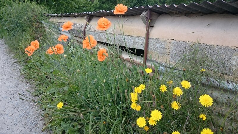 Orange Poppies and Dandelions