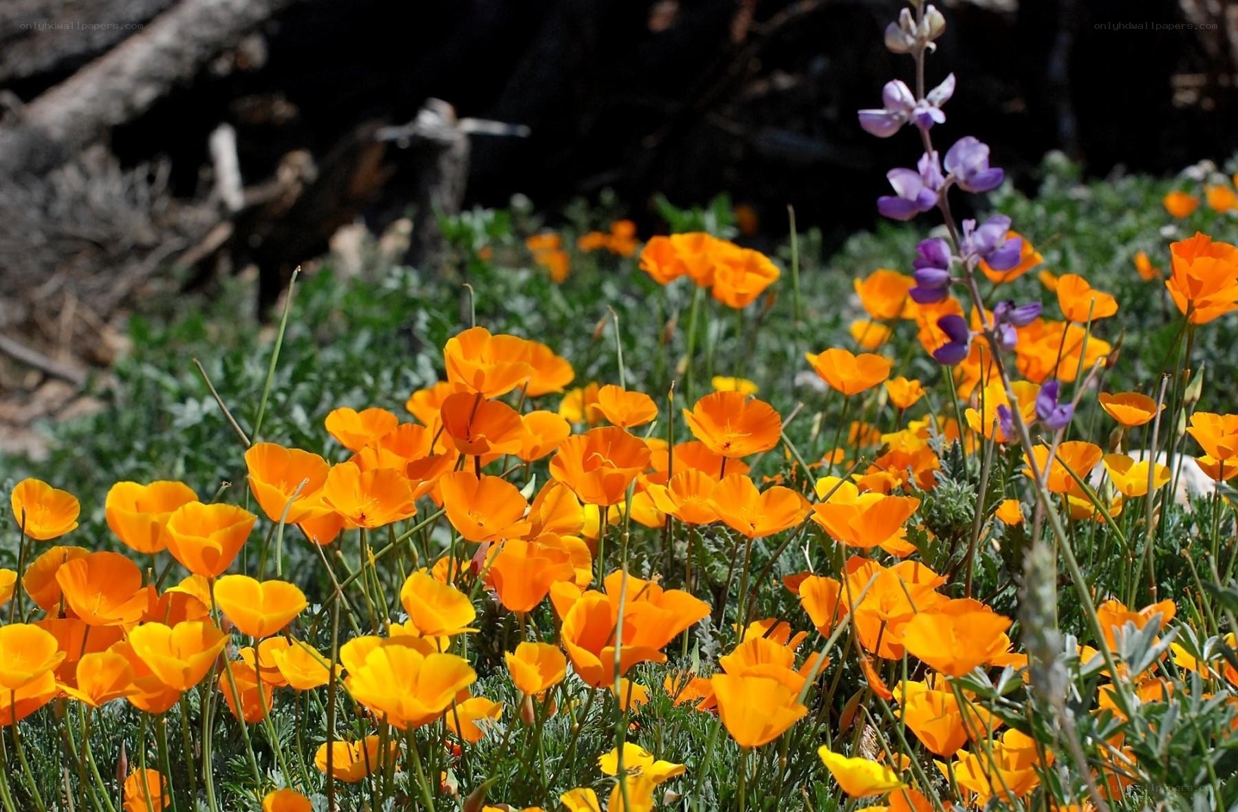 Orange poppies and lupines in bloom