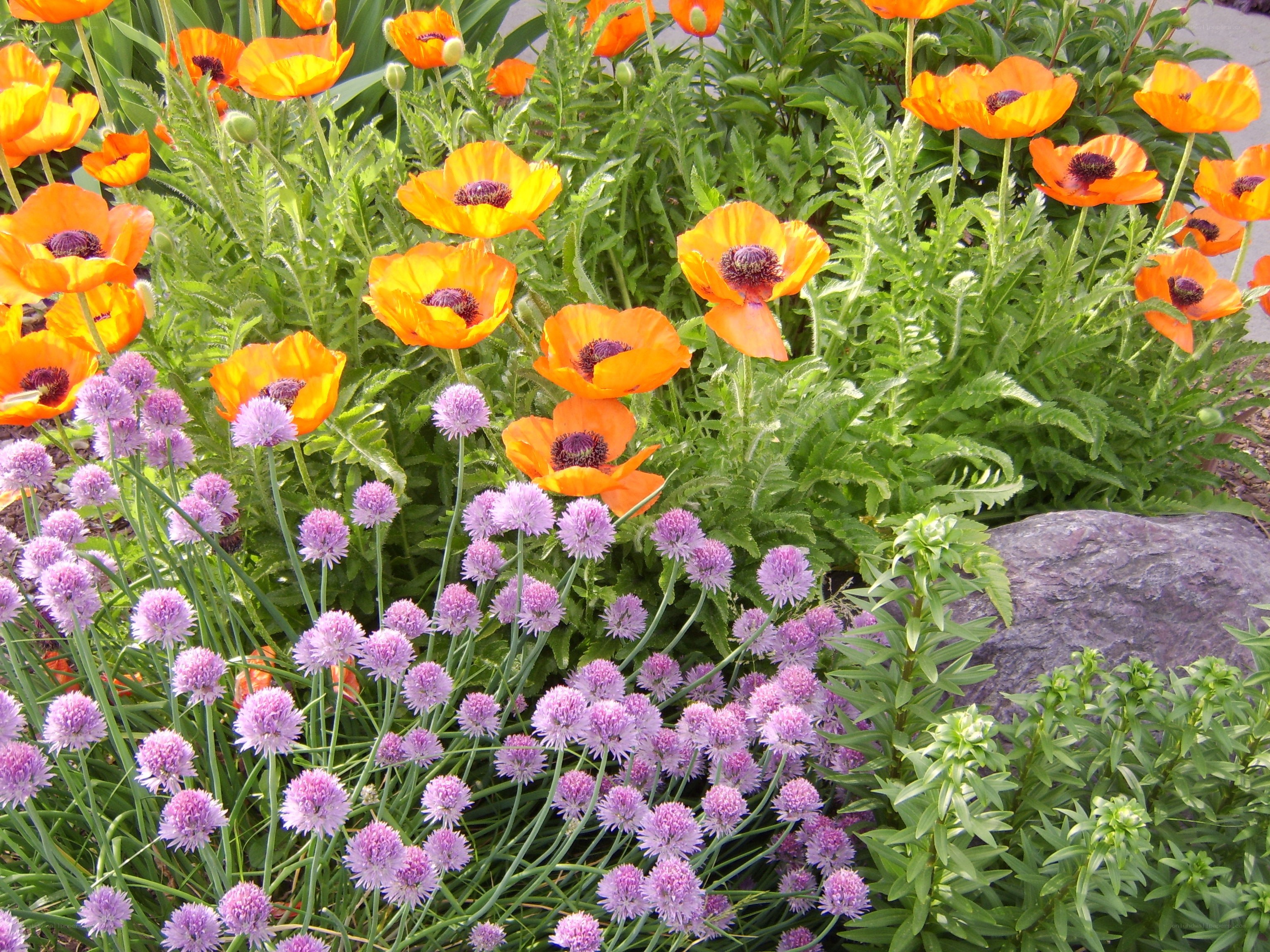 Orange poppies and purple chives