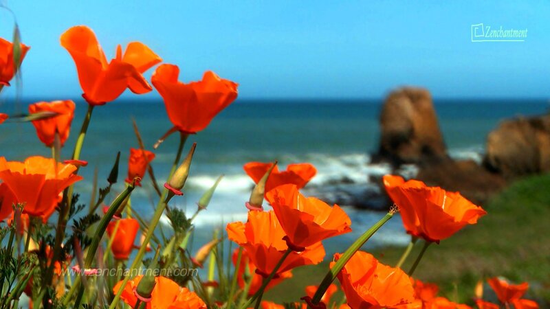 Orange Poppies by Ocean — Serene