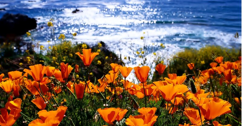 Orange Poppies by Ocean