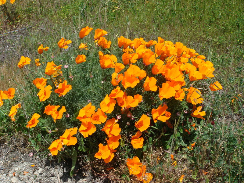 Orange poppies in a field