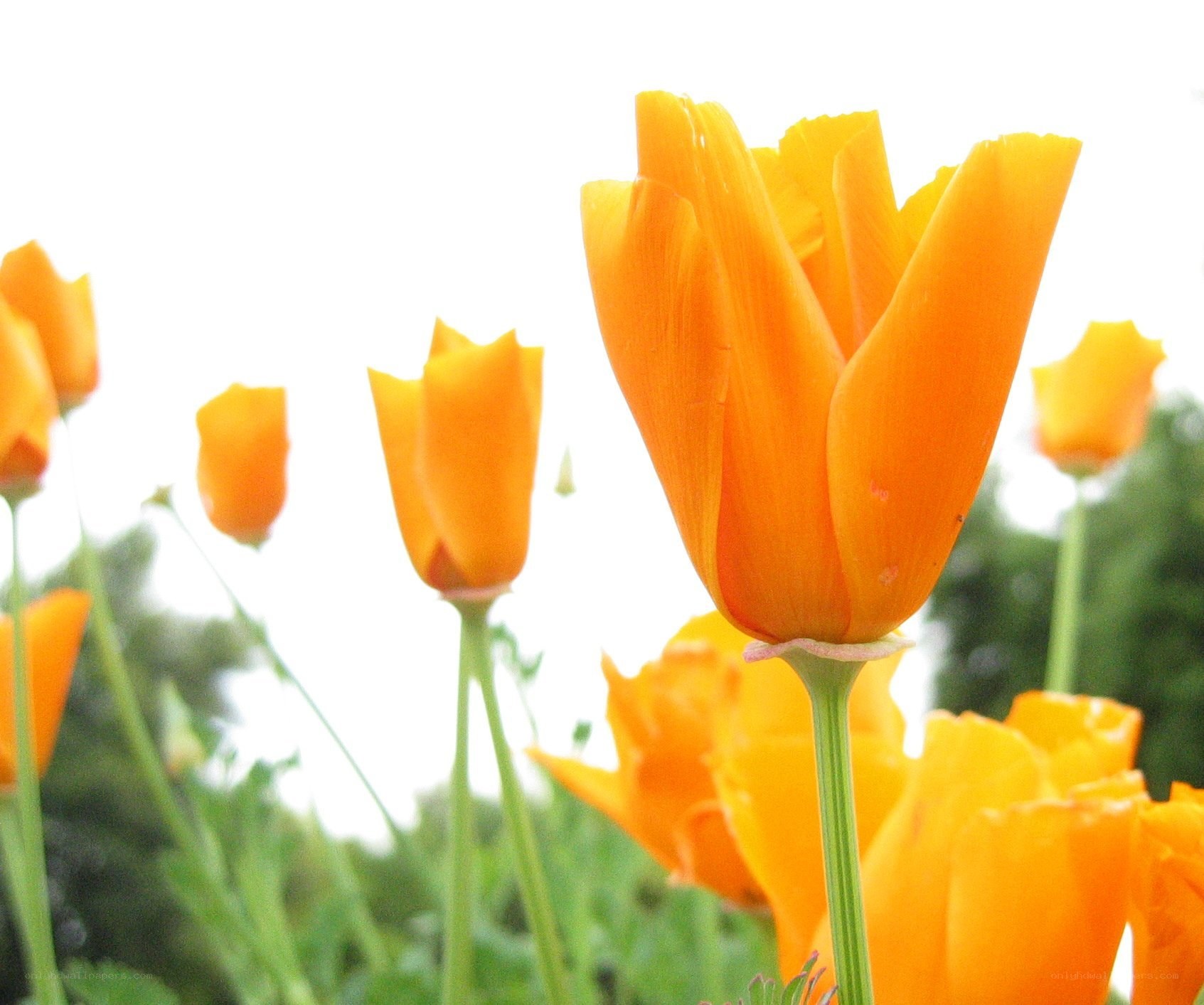 Orange poppies in a field