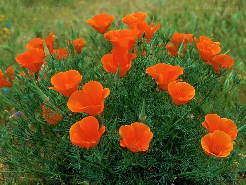 Orange poppies in a field