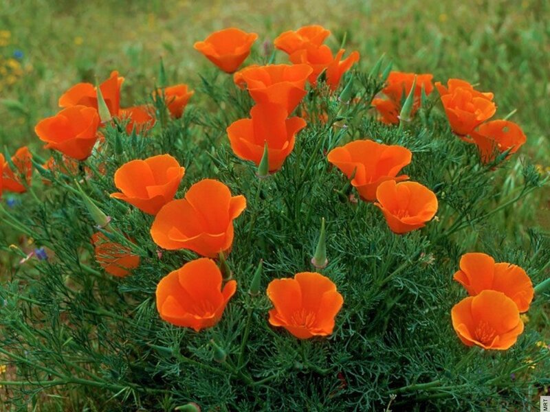 Orange poppies in a field