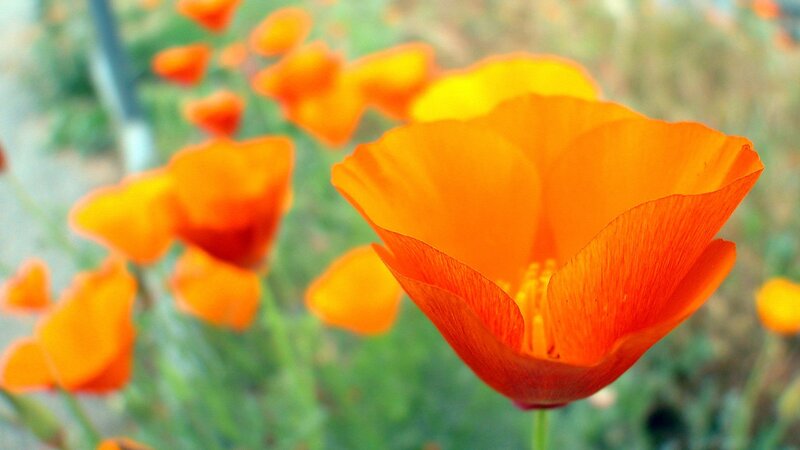 Orange poppies in a field