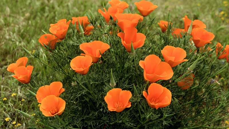 Orange poppies in a field
