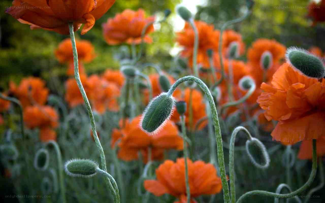 Orange poppies in a field