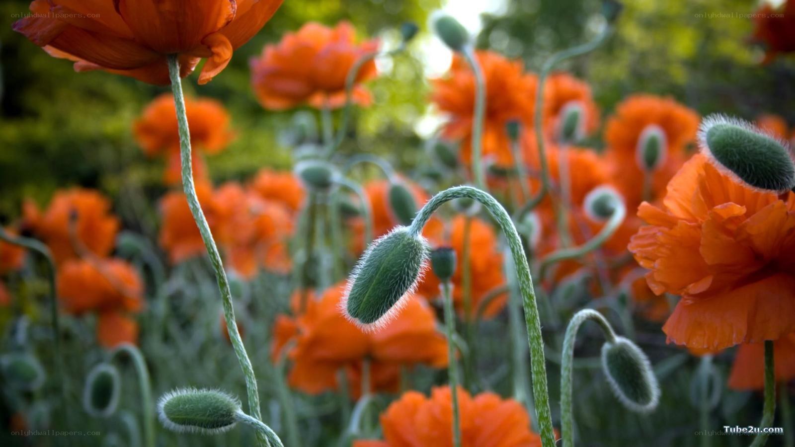 Orange poppies in a field