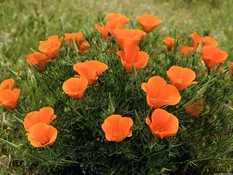 Orange poppies in a field