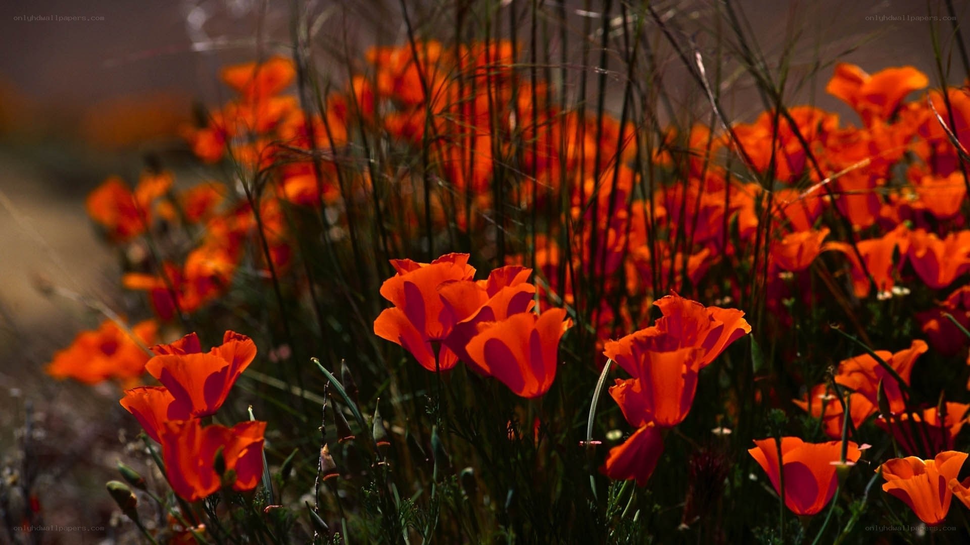 Orange poppies in a field