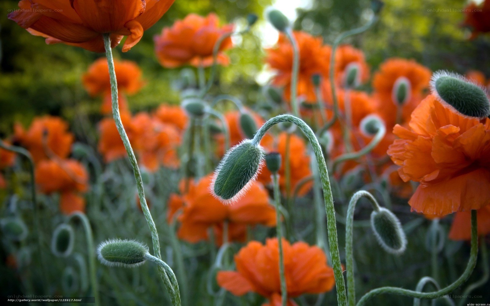 Orange poppies in a field