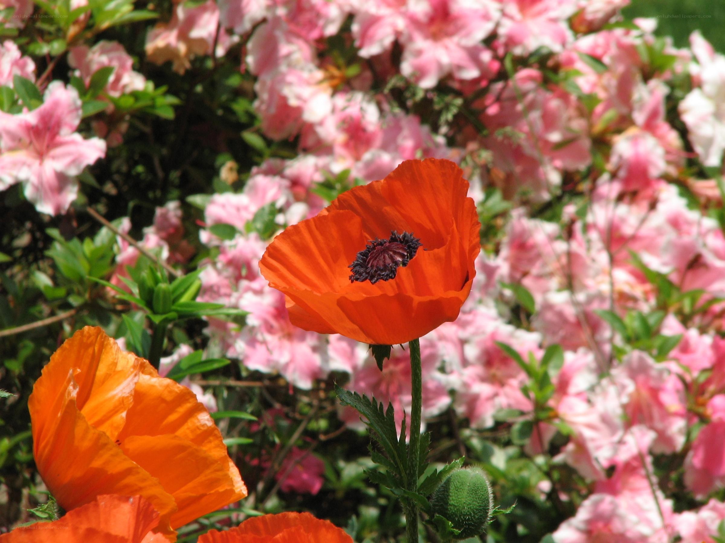 Orange poppies in a garden